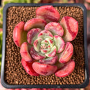 Echeveria 'Victory' 1"-2" Succulent Plant