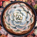 Echeveria 'Orange Monroe' 4" Succulent Plant
