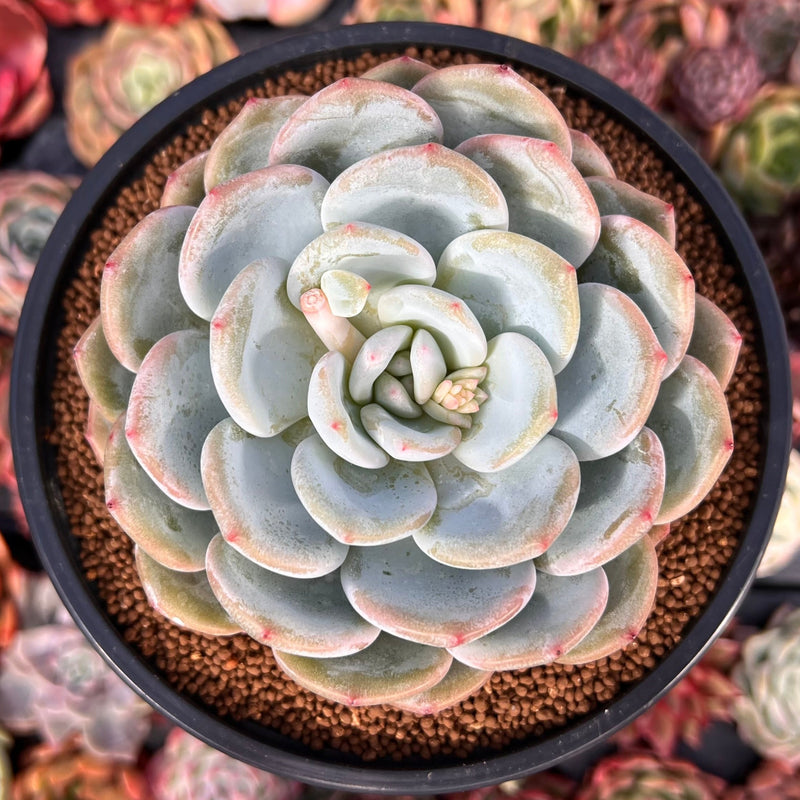 monroe succulent Echeveria 'Orange Monroe' 4" Succulent Plant