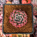 Echeveria 'Black Swan' 1" Succulent Plant