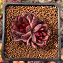 Echeveria Agavoides 'Nike' 1"-2" Cluster Succulent Plant
