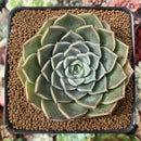 Echeveria 'Contra' 2"-3" New Hybrid Succulent Plant