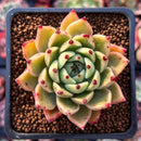 Echeveria Agavoides 'Sarabony' 2" (Seed Grown) Succulent Plant