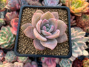Echeveria 'La Bamba' 2" Succulent Plant