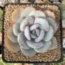 Echeveria 'Cream Tea' 3" Powdery Succulent Plant