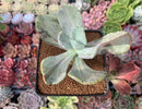 Pachyveria 'Jocelyns Joy' Variegated 3" Succulent Plant