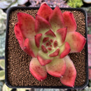 Echeveria Agavoides 'Ebony' Hybrid 3" Succulent Plant