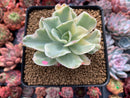 Echeveria 'Japan Moon River' Variegated 3" Succulent Plant