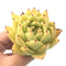 Echeveria Agavoides 'Yellow Ebony' 4" Rare Succulent Plant