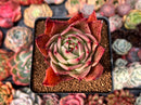 Echeveria Agavoides 'Rusty Nail' 3" Succulent Plant