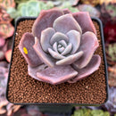 Echeveria 'Missing You' 2" Succulent Plant