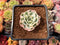 Echeveria 'Compton Carousel' Variegated 1" Succulent Plant
