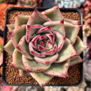 Echeveria Agavoides 'Juliet' 3" Succulent Plant