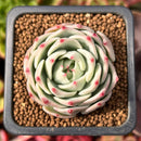 Echeveria 'Blue Dolphin' 1" Succulent Plant