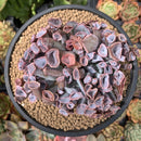 Echeveria 'Trumpet Pinky' 5" Cluster Succulent Plant