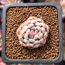 Echeveria 'Viyant' 1" Small Succulent Plant