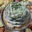 Echeveria 'Helena' Hybrid 5' Large Powdery Succulent Plant