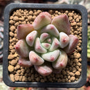 Echeveria 'Pena' 1" Succulent Plant