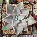 Echeveria 'Madiba' 3" Succulent Plant