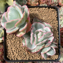 Echeveria 'Berkeley Light' Variegated 3" Cluster Succulent Plant