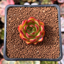 Echeveria Agavoides 'Zeck' 1" Succulent Plant