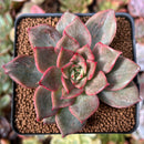 Echeveria 'Miella' Variegated 2" Succulent Plant