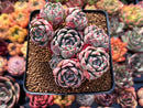 Echeveria 'Nanahukumini' 3" Cluster Succulent Plant