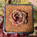 Echeveria 'Violet Cheese' 2" Succulent Plant