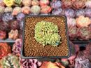 Echeveria 'Rachel' Crested 1" Succulent Plant