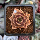 Echeveria 'Mysterious Rose' 1" Succulent Plant