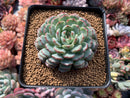Echeveria 'White Farm' 3" Succulent Plant