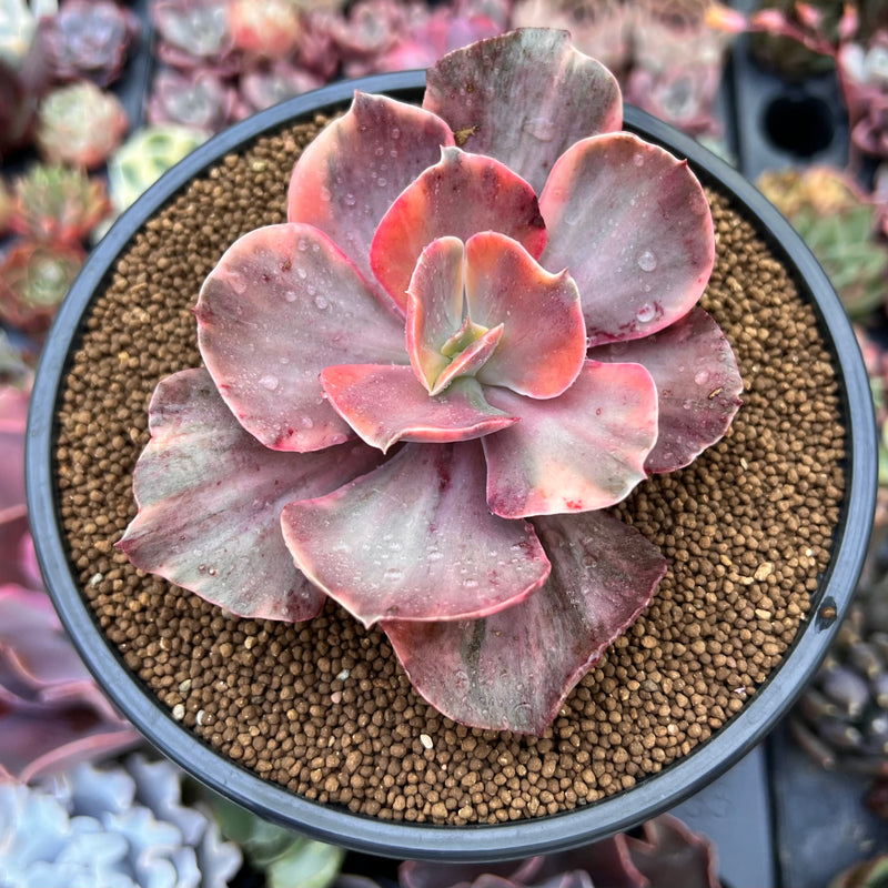succulents for sale in phoenix Echeveria 'Red Phoenix' Variegated 4" Succulent Plant – True Succulents  Plant Co
