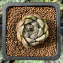 Echeveria 'Purple Internet' 1" New Hybrid Succulent Plant