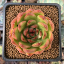 Echeveria Agavoides sp. 2" Light Variegation Succulent Plant