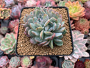 Echeveria 'Starmark' Crested 3"-4" Succulent Plant