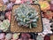 Echeveria 'Starmark' Crested 3"-4" Succulent Plant