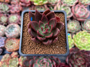 Echeveria Agavoides 'Red Bridge' 2" Succulent Plant