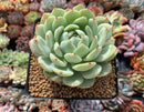 Echeveria sp. 3"-4" Powdery Succulent Plant