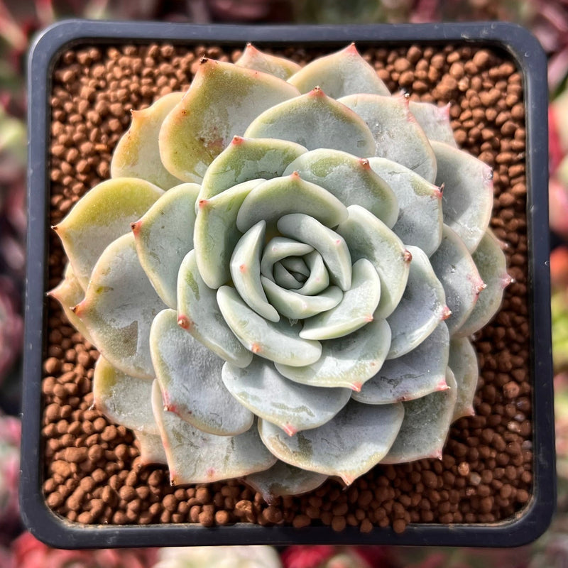 fleur blanc succulent Echeveria 'Fleur Blanc' 2