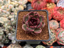 Echeveria 'Black Eye' 1" Succulent Plant
