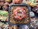 Echeveria 'Star Mark' 1" Small Succulent Plant