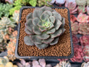 Echeveria 'Moranii' 2" New Hybrid Succulent Plant