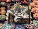 Echeveria 'Madiba' 2"-3" Succulent Plant