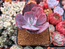 Echeveria 'Dream and Phantasm' Variegated 2” Succulent Plant