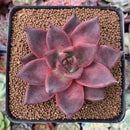 Echeveria Agavoides 'Red Ebony' 3"-4" Succulent Plant