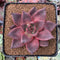 Echeveria Agavoides 'Red Ebony' 3"-4" Succulent Plant