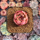 Echeveria 'Jade Star' 1" Succulent Plant