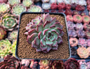 Echeveria 'Sarahime' Hybrid 2" Cluster Succulent Plant