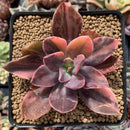 Echeveria 'Hanaikada' Variegated 3" Succulent Plant