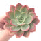 Echeveria Agavoides ‘Tinker Bell’ Large 4” Rare Succulent Plant